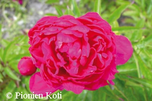 Paeonia lactiflora 'Victoire de la Marne', kiinapioni